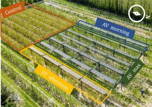 Combining field experiments under an agrivoltaic system and a kinetic fruit model to understand the impact of shading on apple carbohydrate metabolism and quality