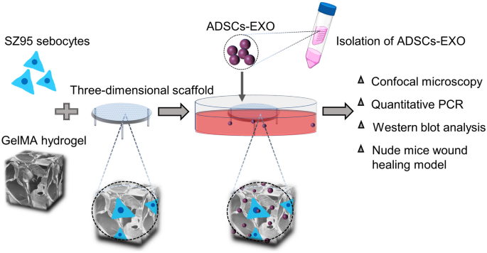 Exosomes from adipose-derived stem cells activate sebocytes through the PI3K/AKT/SREBP-1 pathway to accelerate wound healing.