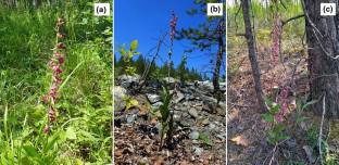 Photosynthetic apparatus plasticity contributes to successful survival of Epipactis atrorubens (Orchidaceae) in adverse conditions of serpentine dumps