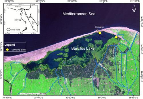 Diet Composition and Feeding Habits of Fish Larvae of Five Species in the Burullus Lake, Egypt