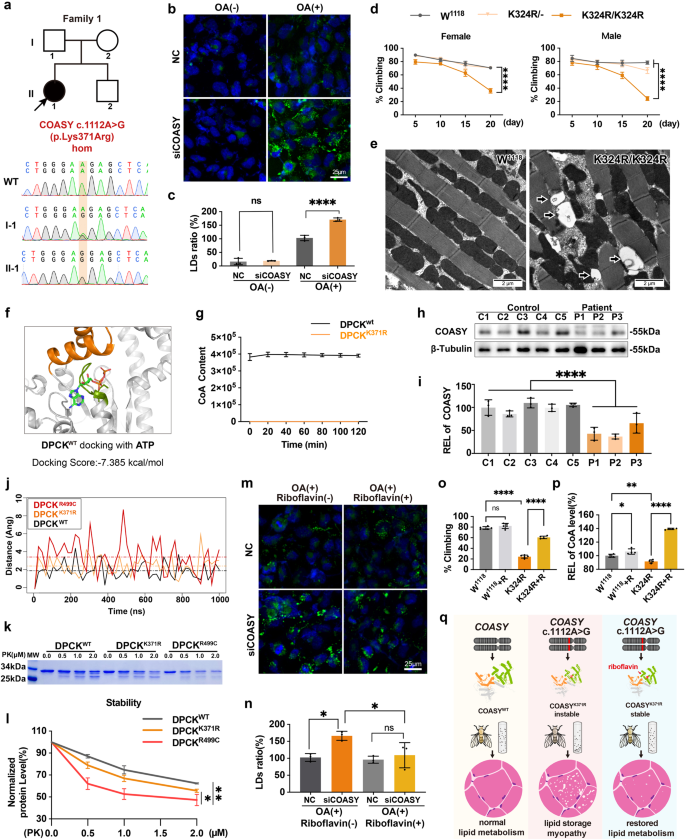 COASY variant as a new genetic cause of riboflavin-responsive lipid storage myopathy