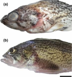 Citrus byproduct as a vitamin C source for Korean rockfish Sebastes schlegelii diet