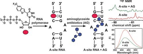 Synthesis and Enzymatic Incorporation of a Dual-App Nucleotide Probe That Reports Antibiotics-Induced Conformational Change in the Bacterial Ribosomal Decoding Site RNA