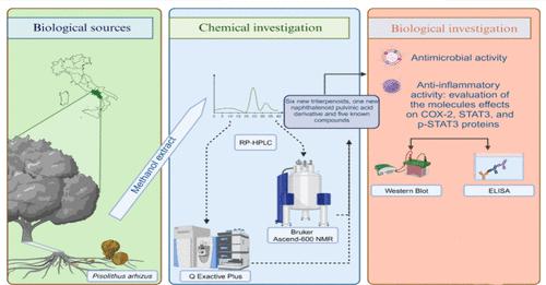 Constituents from the Polar Extract of Pisolithus arhizus and Their Anti-inflammatory Activity