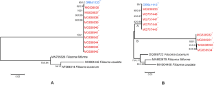 First molecular description of Neorhadinorhynchus nudus (Acanthocephala: Cavisomidae) from fish in the pacific coast of Vietnam, with notes on biogeography.