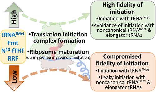 Genetic analysis of translation initiation in bacteria: An initiator tRNA-centric view.