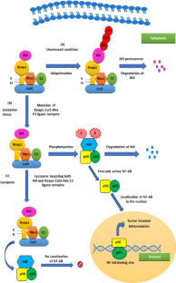 Recent insights on pharmacological potential of lycopene and its nanoformulations: an emerging paradigm towards improvement of human health