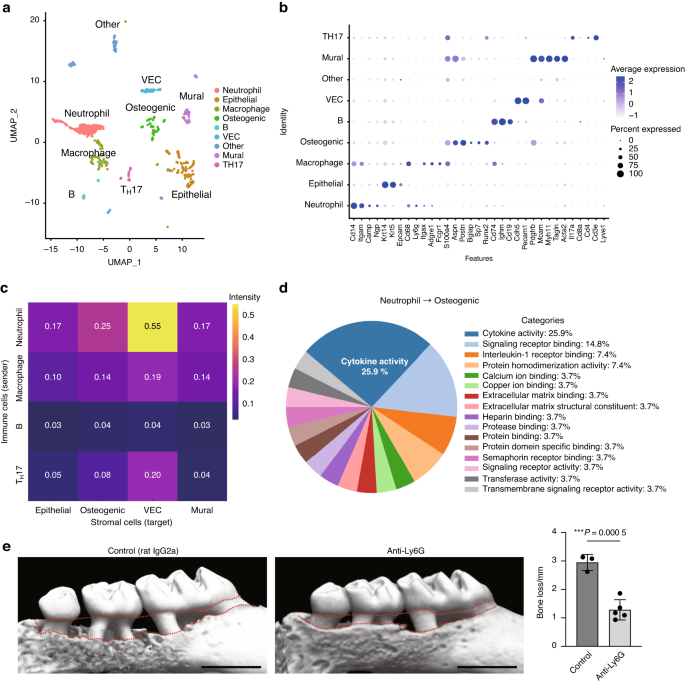 The neutrophil–osteogenic cell axis promotes bone destruction in periodontitis