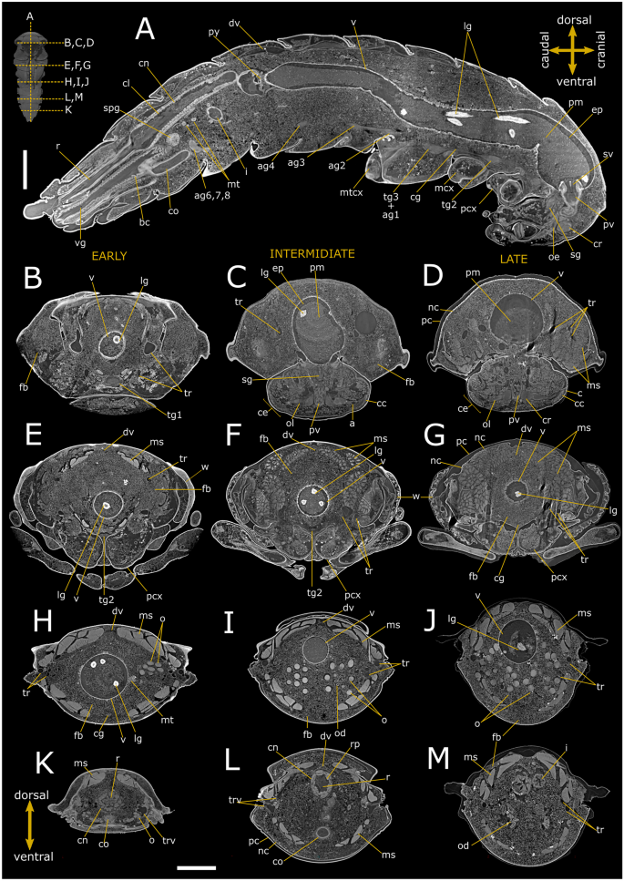 Anatomical changes of Tenebrio molitor and Tribolium castaneum during complete metamorphosis.