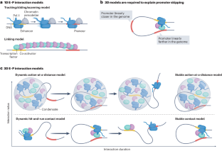 Enhancer selectivity in space and time: from enhancer–promoter interactions to promoter activation