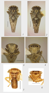 Leafhoppers of the Genus Acericerus Dlabola, 1974 (Hemiptera, Cicadellidae: Eurymelinae) in the Caucasus and Middle Asia