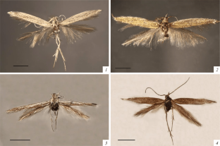 New Records of the Casebearer Moths (Lepidoptera, Coleophoridae) from the South of Siberia with Description of Two New Species