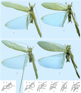 New and Little-Known Katydids of the Genera Psyrana Uvarov and Pseudopsyra Hebard (Orthoptera: Tettigoniidae, Phaneropterinae) from the Indo-Malayan and Papuan Regions