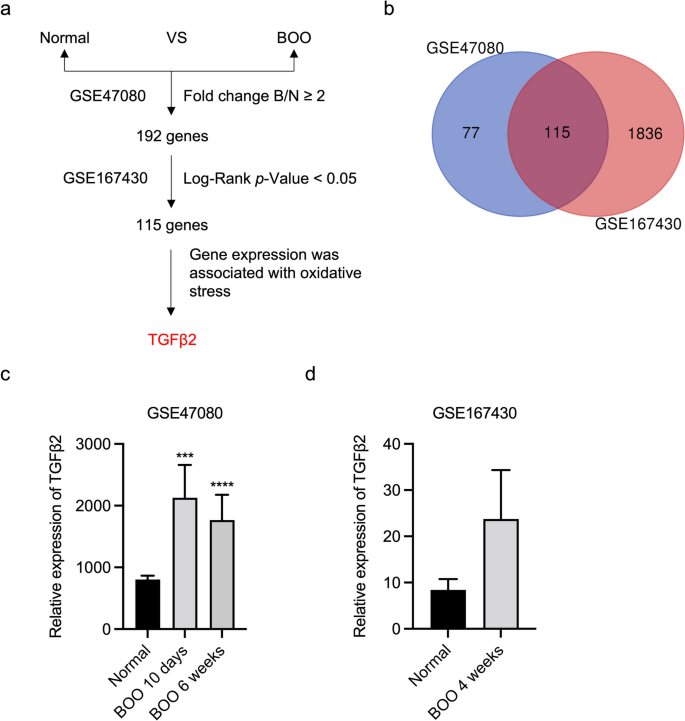 TGFβ2 mediates oxidative stress-induced epithelial-to-mesenchymal transition of bladder smooth muscle.