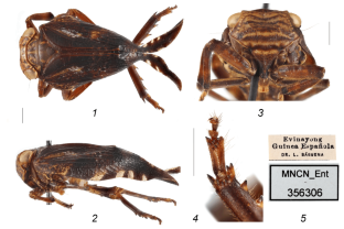 Metoponitys caudata Haglund, 1899 (Hemiptera, Fulgoromorpha: Eurybrachidae) from the Republic of Equatorial Guinea