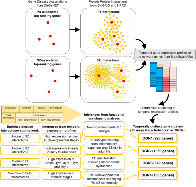 Parkinson's disease and schizophrenia interactomes contain temporally distinct gene clusters underlying comorbid mechanisms and unique disease processes.