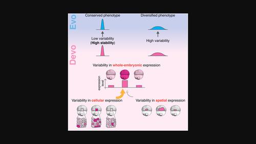 Deciphering the origin of developmental stability: The role of intracellular expression variability in evolutionary conservation