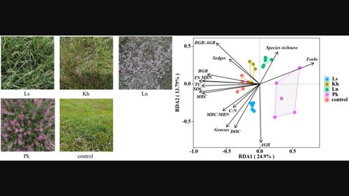 Reduced plant species diversity and soil carbon and nitrogen contents driven by vegetation patchiness in alpine meadows