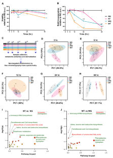 Identification of glucose-independent and reversible metabolic pathways associated with anti-proliferative effect of metformin in liver cancer cells.