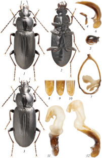 New and Little-Known in the Russian Fauna Beetles (Coleoptera) from the South of Primorskii Territory