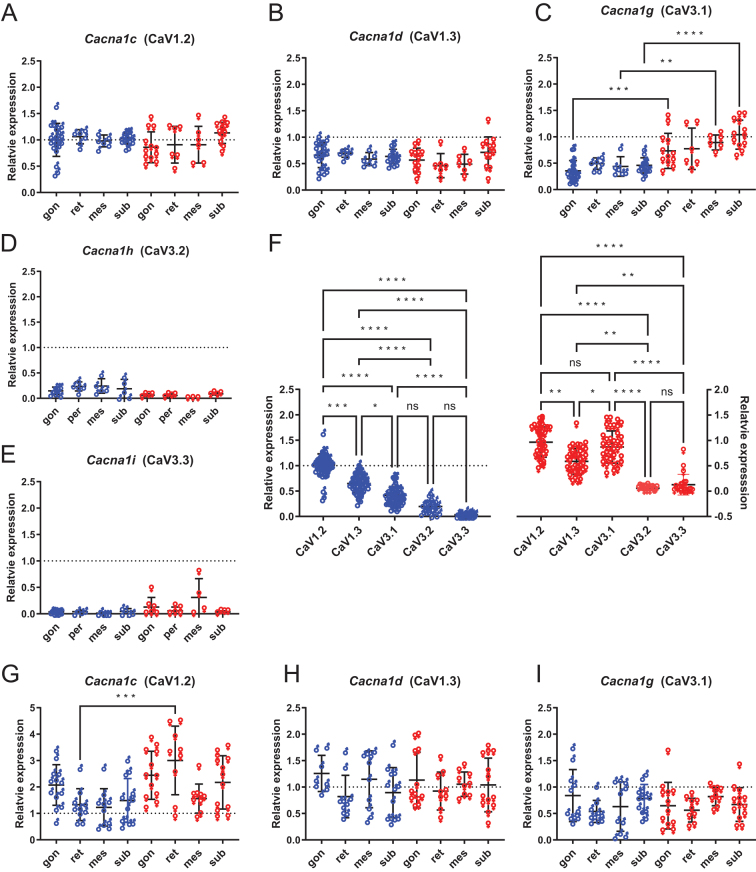 Sex and age affect depot expression of Ca2+ channels in rat white fat adipocytes.