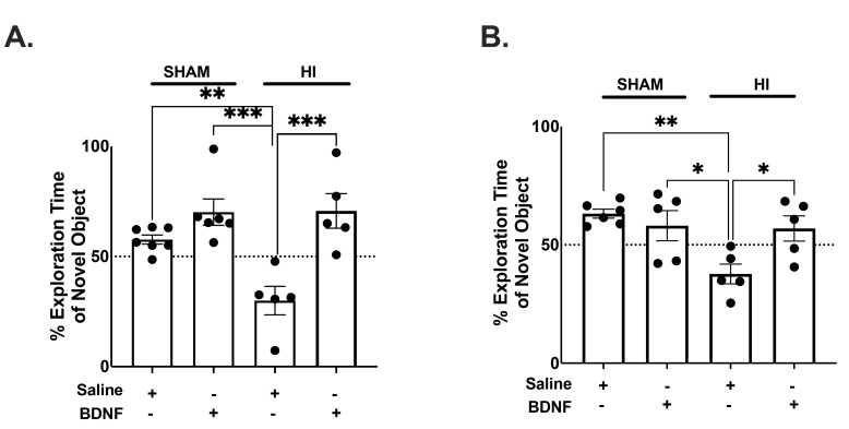 Intranasal Administration of BDNF Improves Recovery and Promotes Neural Plasticity in a Neonatal Mouse Model of Hypoxic Ischemia.