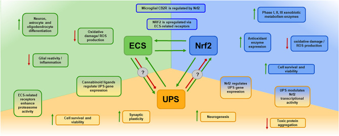 Interactions Between the Ubiquitin-Proteasome System, Nrf2, and the Cannabinoidome as Protective Strategies to Combat Neurodegeneration: Review on Experimental Evidence.