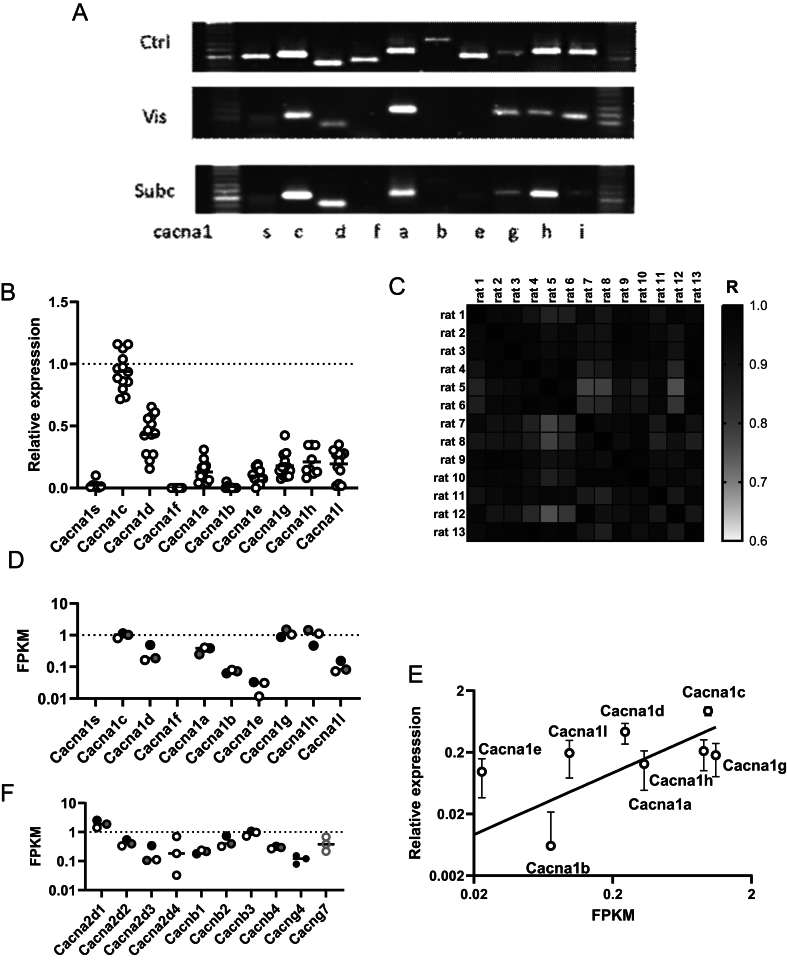 Sex and age affect depot expression of Ca2+ channels in rat white fat adipocytes.