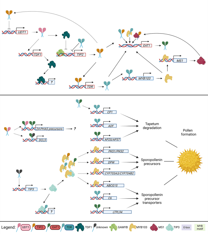 bHLH-regulated routes in anther development in rice and Arabidopsis.