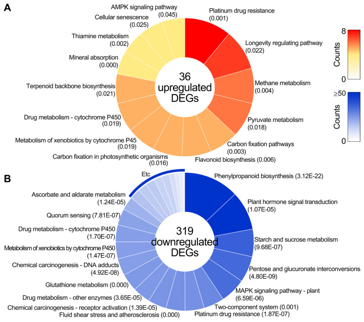 Transcriptomic Insights into Abies koreana Drought Tolerance Conferred by Aureobasidium pullulans AK10.