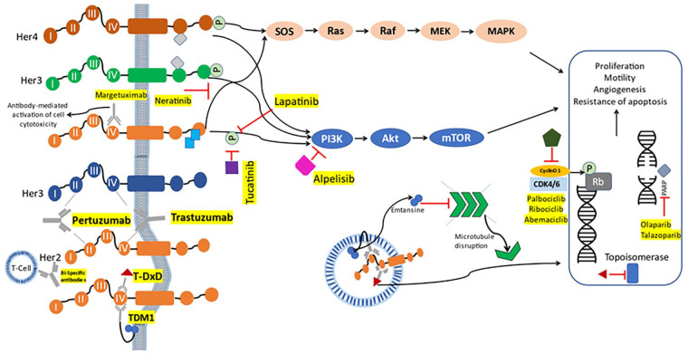 Standard-of-Care Treatment for HER2+ Metastatic Breast Cancer and Emerging Therapeutic Options.