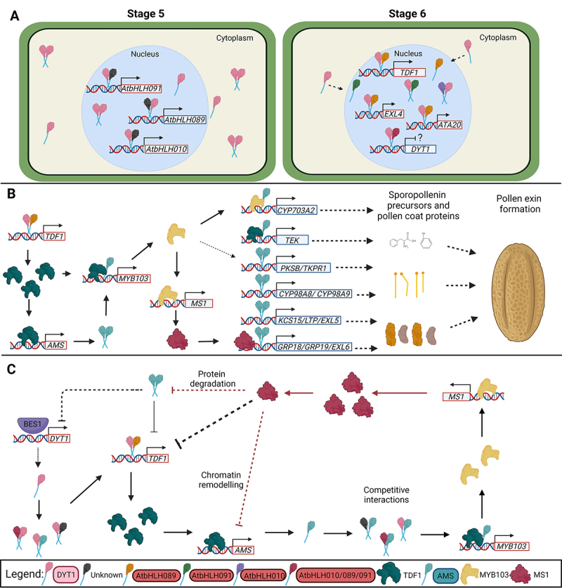 bHLH-regulated routes in anther development in rice and Arabidopsis.