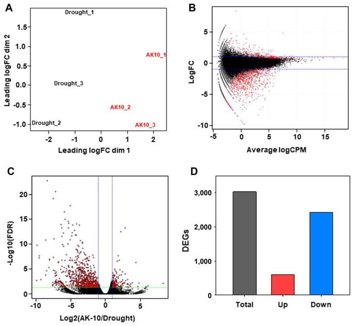Transcriptomic Insights into Abies koreana Drought Tolerance Conferred by Aureobasidium pullulans AK10.