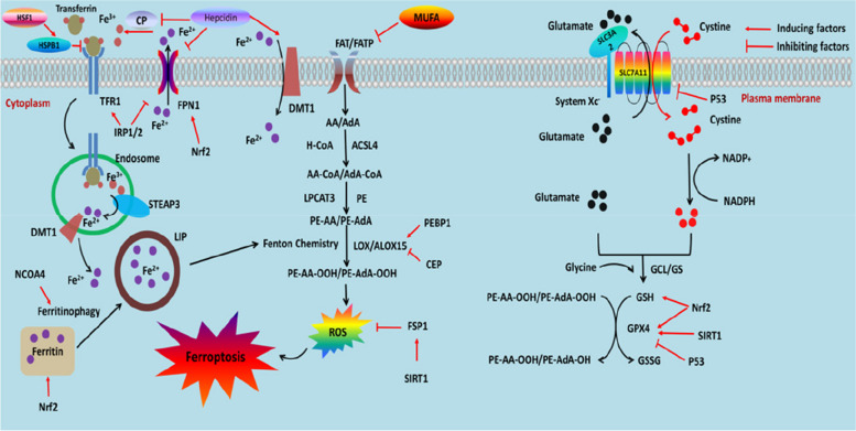 Ferroptosis in early brain injury after subarachnoid hemorrhage: review of literature.