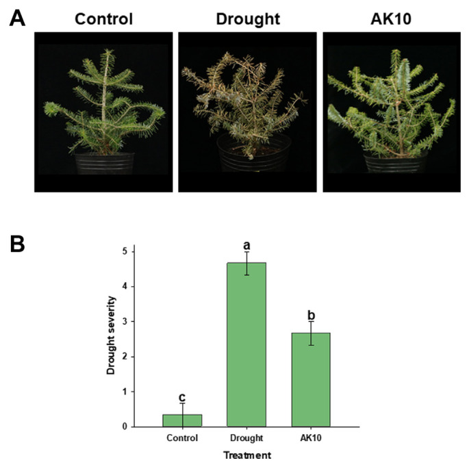 Transcriptomic Insights into Abies koreana Drought Tolerance Conferred by Aureobasidium pullulans AK10.