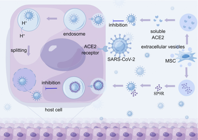 Mesenchymal stem cell-derived extracellular vesicles for human diseases.