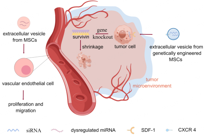 Mesenchymal stem cell-derived extracellular vesicles for human diseases.