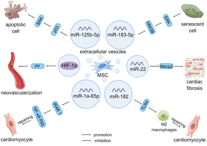 Mesenchymal stem cell-derived extracellular vesicles for human diseases.