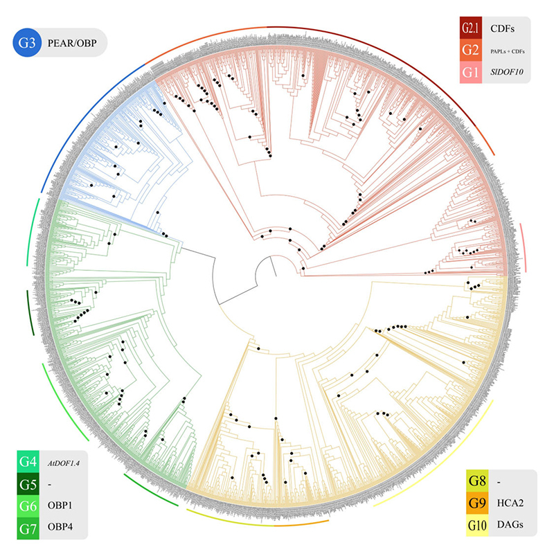 DOF gene family expansion and diversification.