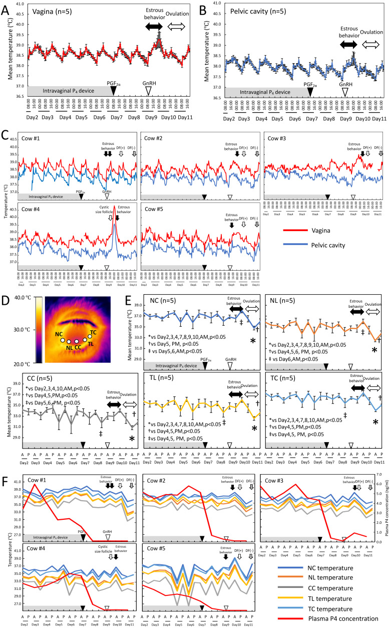 Capturing temperature changes on the ocular surface along with estrus and ovulation using infrared thermography in Japanese Black cows.
