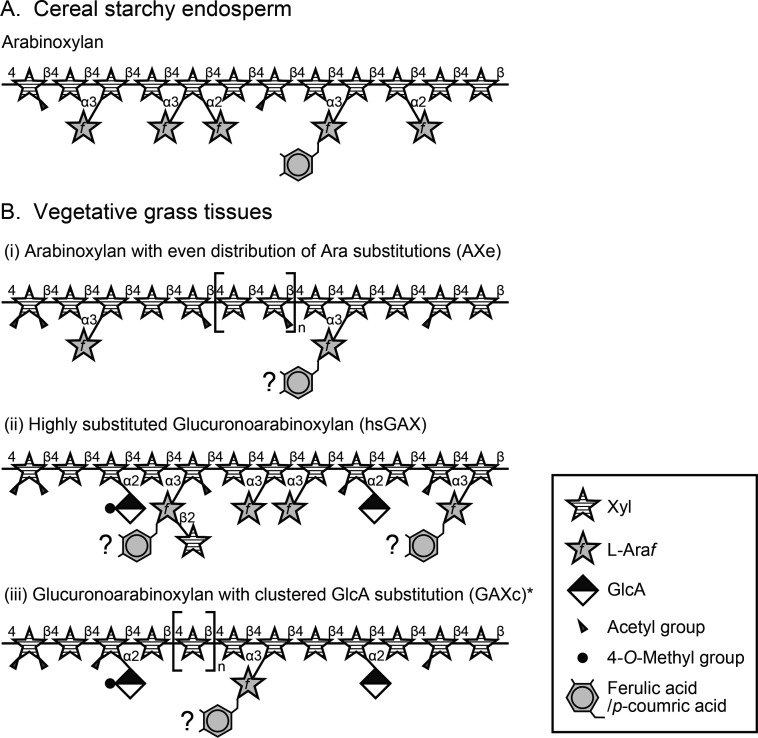 Structure, Modification Pattern, and Conformation of Hemicellulose in Plant Biomass.