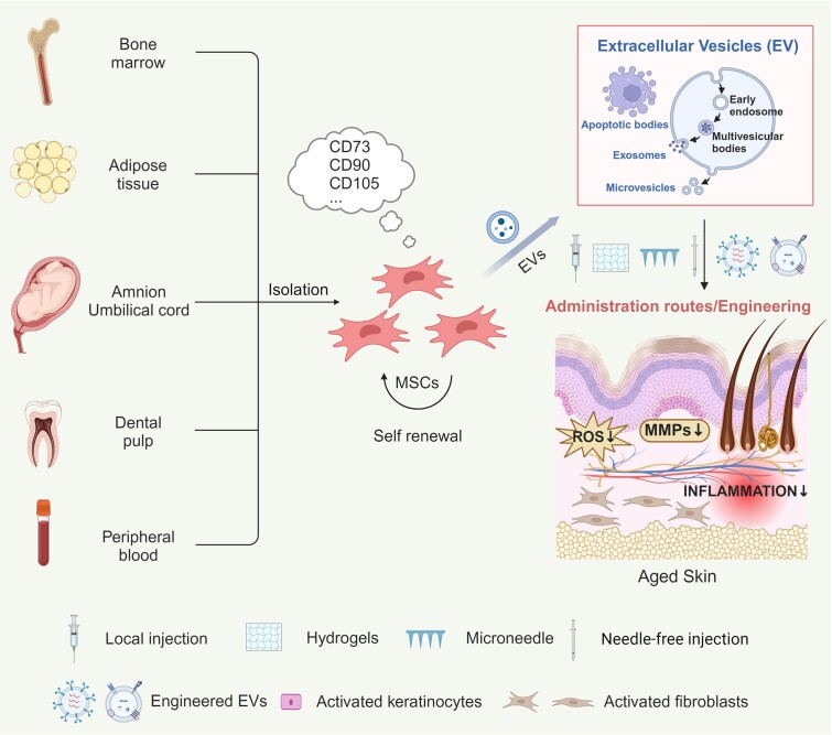 Extracellular vesicles derived from mesenchymal stem cells: the wine in Hebe's hands to treat skin aging.