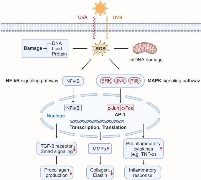 Extracellular vesicles derived from mesenchymal stem cells: the wine in Hebe's hands to treat skin aging.