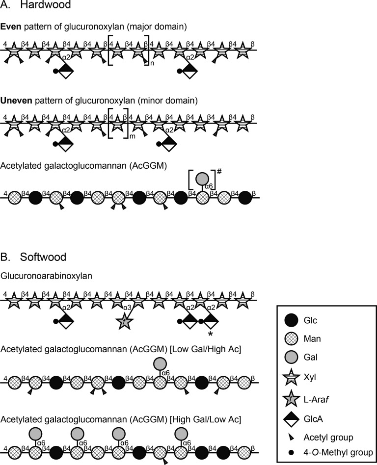Structure, Modification Pattern, and Conformation of Hemicellulose in Plant Biomass.