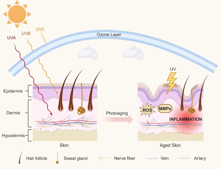 Extracellular vesicles derived from mesenchymal stem cells: the wine in Hebe's hands to treat skin aging.
