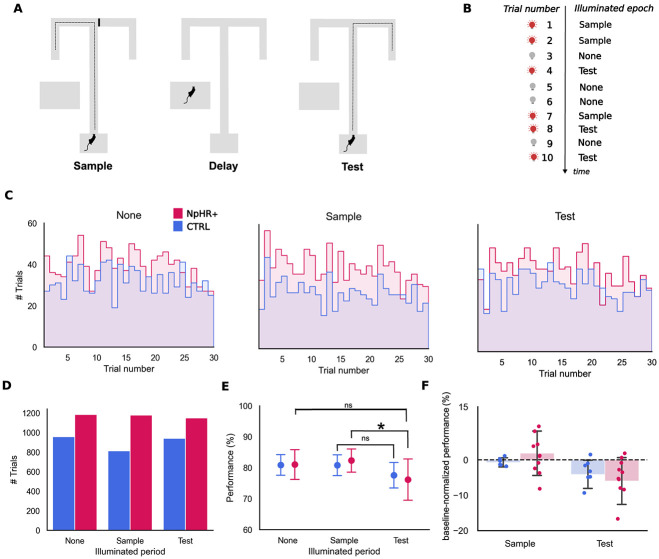Effects of optogenetic silencing the anterior cingulate cortex in a delayed non-match to trajectory task.