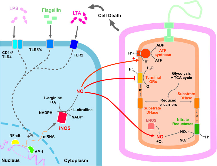 The nitric oxide paradox: antimicrobial and inhibitor of antibiotic efficacy.