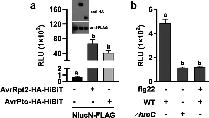 A self-assembling split Nano luciferase-based assay for investigating Pseudomonas syringae effector secretion.