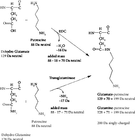 Mass Spectrometry of Putrescine, Spermidine, and Spermine Covalently Attached to <i>Francisella tularensis</i> Universal Stress Protein and Bovine Albumin.