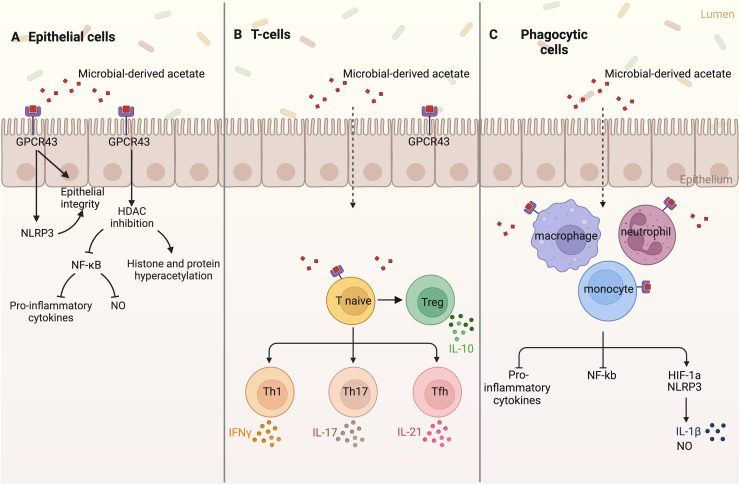 Bacterial acetate metabolism and its influence on human epithelia.